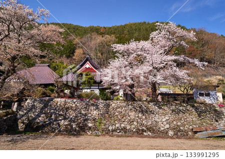 山梨県 永泰寺の桜 山梨県 永泰寺の桜 133991295