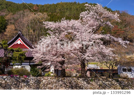 山梨県 永泰寺の桜 山梨県 永泰寺の桜 133991296