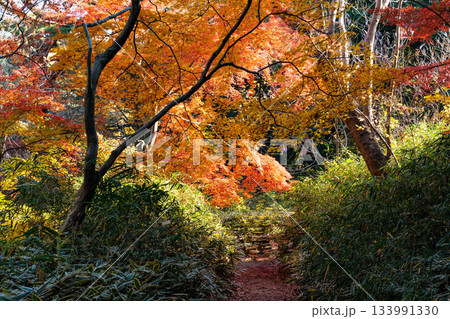 色鮮やかに周りを染め上げる色とりどりの紅葉たち 133991330