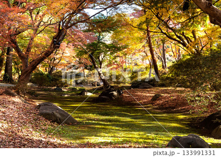 色鮮やかに周りを染め上げる色とりどりの紅葉たち 133991331