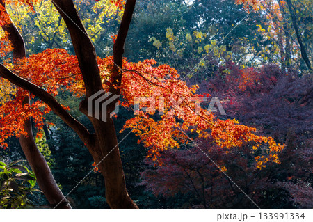 色鮮やかに周りを染め上げる色とりどりの紅葉たち 133991334