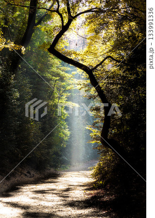 色鮮やかに周りを染め上げる色とりどりの紅葉たち 133991336