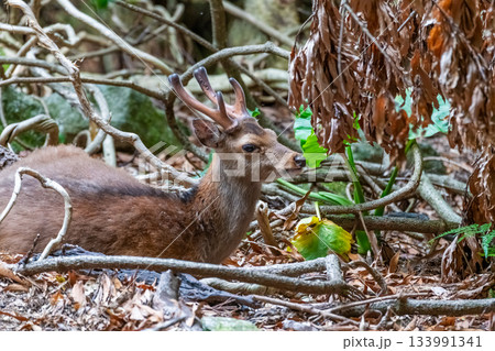 ヤクシカの雄　くつろぐ　世界自然遺産屋久島(春 133991341