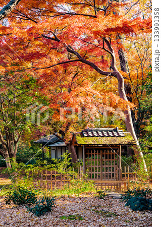 色鮮やかに周りを染め上げる色とりどりの紅葉たち 色鮮やかに周りを染め上げる色とりどりの紅葉たち 133991358