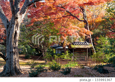 色鮮やかに周りを染め上げる色とりどりの紅葉たち 色鮮やかに周りを染め上げる色とりどりの紅葉たち 133991367