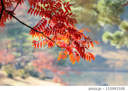 色鮮やかに周りを染め上げる色とりどりの紅葉たち 色鮮やかに周りを染め上げる色とりどりの紅葉たち 133991388