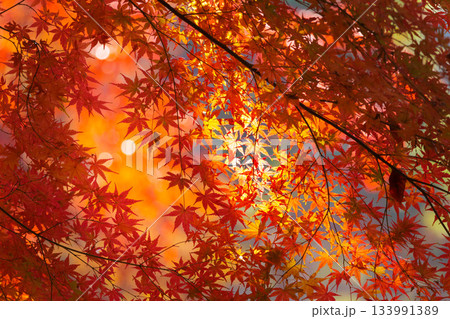 色鮮やかに周りを染め上げる色とりどりの紅葉たち 色鮮やかに周りを染め上げる色とりどりの紅葉たち 133991389