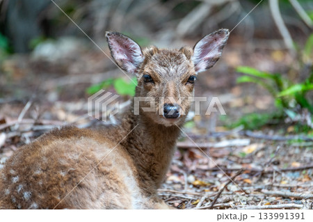 ヤクシカの雌　くつろぐ　世界自然遺産屋久島(春 133991391