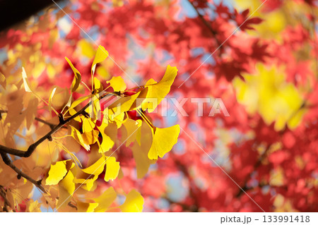 色鮮やかに周りを染め上げる色とりどりの紅葉たち 133991418