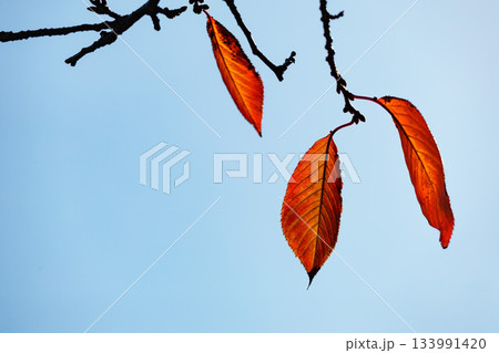 色鮮やかに周りを染め上げる色とりどりの紅葉たち 色鮮やかに周りを染め上げる色とりどりの紅葉たち 133991420