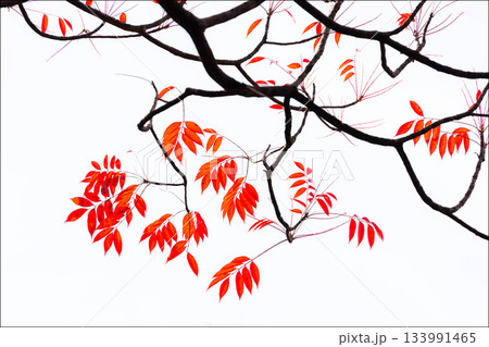 色鮮やかに周りを染め上げる色とりどりの紅葉たち 色鮮やかに周りを染め上げる色とりどりの紅葉たち 133991465