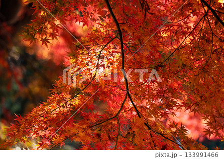 色鮮やかに周りを染め上げる色とりどりの紅葉たち 133991466