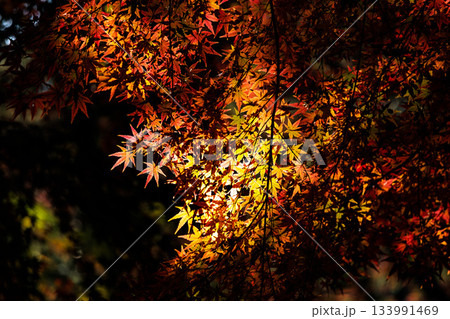 色鮮やかに周りを染め上げる色とりどりの紅葉たち 色鮮やかに周りを染め上げる色とりどりの紅葉たち 133991469