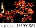 色鮮やかに周りを染め上げる色とりどりの紅葉たち 133991580