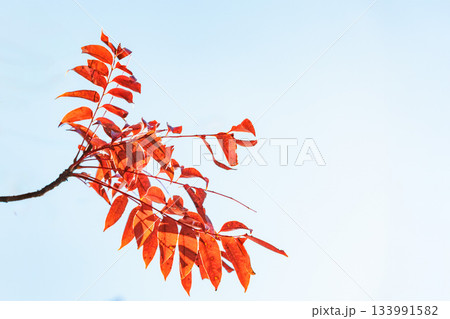 色鮮やかに周りを染め上げる色とりどりの紅葉たち 色鮮やかに周りを染め上げる色とりどりの紅葉たち 133991582