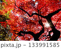 色鮮やかに周りを染め上げる色とりどりの紅葉たち 133991585