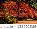 色鮮やかに周りを染め上げる色とりどりの紅葉たち 133991586