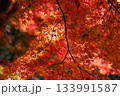 色鮮やかに周りを染め上げる色とりどりの紅葉たち 133991587