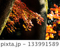 色鮮やかに周りを染め上げる色とりどりの紅葉たち 133991589