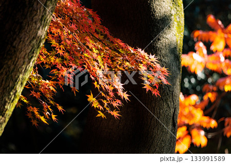 色鮮やかに周りを染め上げる色とりどりの紅葉たち 133991589