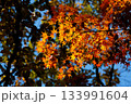 色鮮やかに周りを染め上げる色とりどりの紅葉たち 133991604