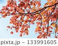 色鮮やかに周りを染め上げる色とりどりの紅葉たち 133991605