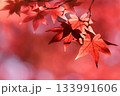 色鮮やかに周りを染め上げる色とりどりの紅葉たち 133991606