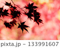 色鮮やかに周りを染め上げる色とりどりの紅葉たち 133991607