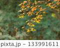 色鮮やかに周りを染め上げる色とりどりの紅葉たち 133991611