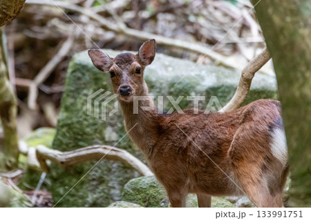 ヤクシカの雌　警戒　世界自然遺産屋久島(春 133991751