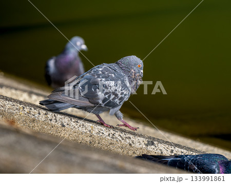 水辺のドバト 133991861