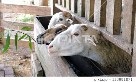 On a bright farm day a young girl feeds fresh leaves to curious sheep gathered at the feeding trough Farm animals concept On a bright farm day a young girl feeds fresh leaves to curious sheep gathered at the feeding trough Farm animals concept 133991871