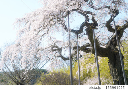 外大野のしだれ桜　春の風景 133991925