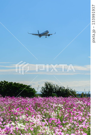 佐賀空港コスモス園にて 佐賀空港コスモス園にて 133991937