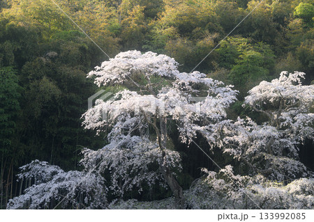 雪村桜　春の風景 133992085