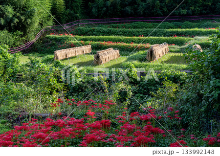 棚田に咲く彼岸花 棚田に咲く彼岸花 133992148