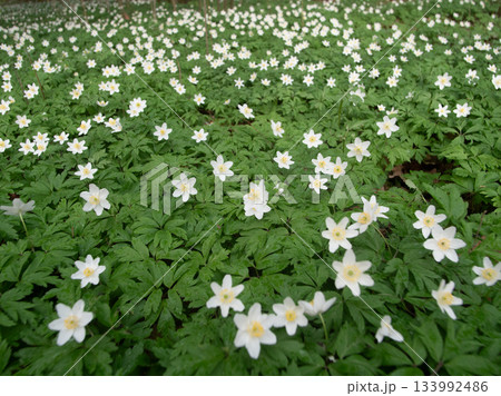 In spring, delicate white wildflowers bloom across the forest floor, covering the lush green leaves and transforming the area into a vibrant natural tapestry. 133992486