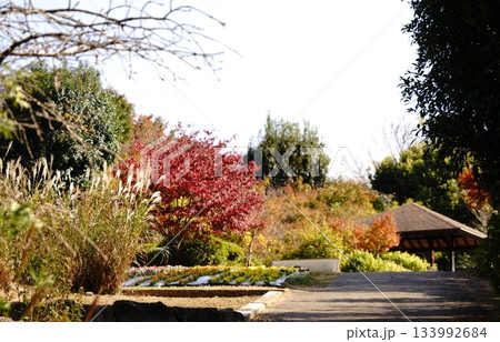 秋の散歩道 133992684