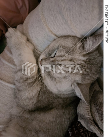 Adorable white cat with soft, fluffy fur and bright, curious eyes. A symbol of elegance and purity, perfect for pet lovers and feline enthusiasts. Playful, gentle, and irresistibly cute! 133992843