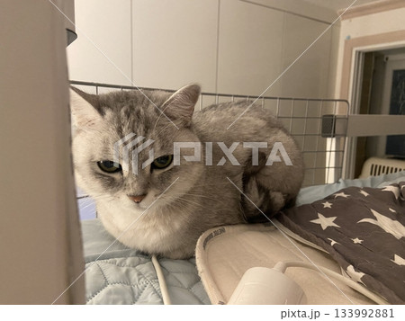 Adorable white cat with soft, fluffy fur and bright, curious eyes. A symbol of elegance and purity, perfect for pet lovers and feline enthusiasts. Playful, gentle, and irresistibly cute! 133992881