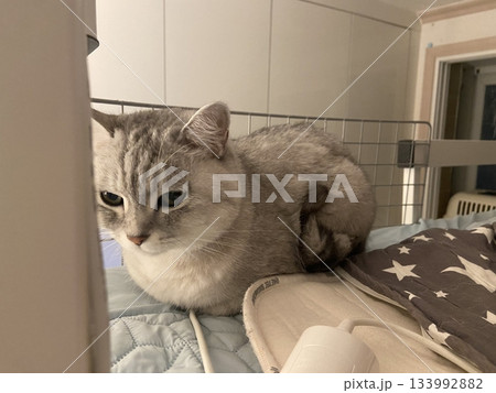 Adorable white cat with soft, fluffy fur and bright, curious eyes. A symbol of elegance and purity, perfect for pet lovers and feline enthusiasts. Playful, gentle, and irresistibly cute! Adorable white cat with soft, fluffy fur and bright, curious eyes. A symbol of elegance and purity, perfect for pet lovers and feline enthusiasts. Playful, gentle, and irresistibly cute! 133992882