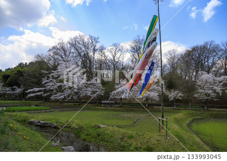 国営備北丘陵公園の春景色　青空の下の桜と鯉のぼり 133993045