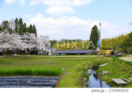 国営備北丘陵公園の春景色　青空の下の桜と鯉のぼり 133993052