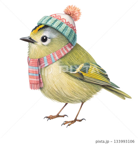 Cute chubby little bird wearing a colorful winter beanie with a fluffy pom pom and a vibrant multicolor scarf 133993106