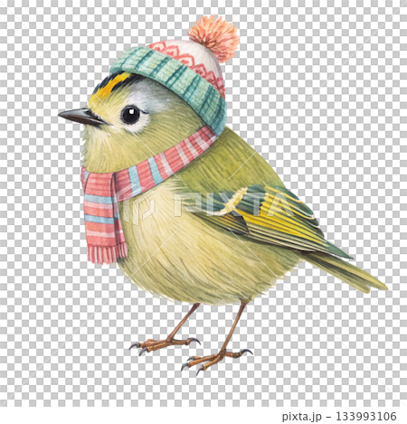 Cute chubby little bird wearing a colorful winter beanie with a fluffy pom pom and a vibrant multicolor scarf 133993106