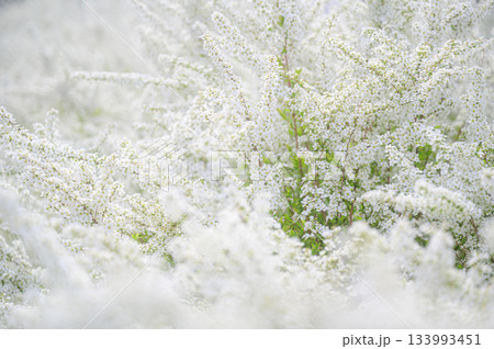 白い花が咲き乱れる光景　春の風景 133993451