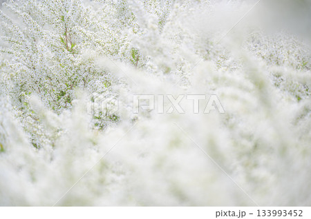 白い花が咲き乱れる光景　春の風景 133993452