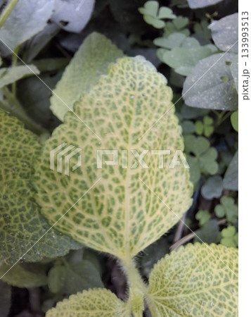Intricate Yellow and Green Leaf Texture with Vein Patterns, Microstock Photo 133993513