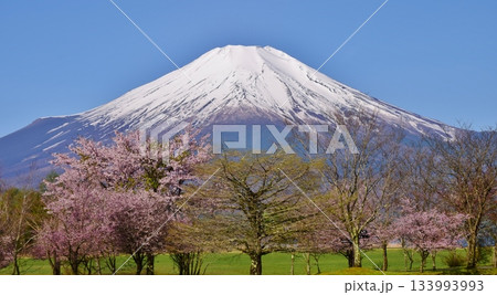 満開の桜と富士山 133993993