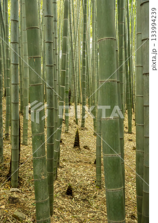  Bamboo forest of Gochangeupseong Fortress 133994239